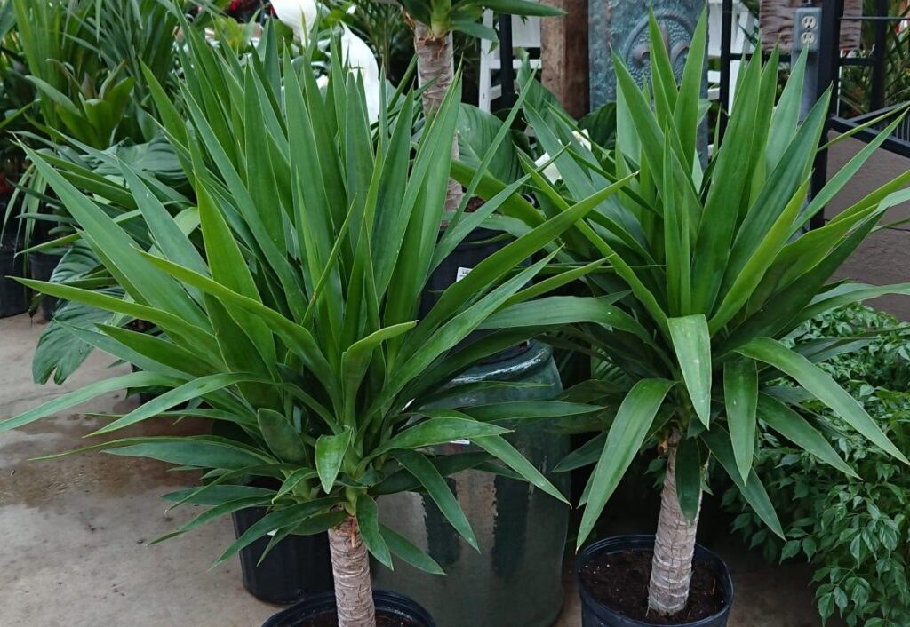 yucca plant best indoor office plant low maintenance