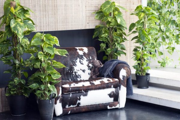 large indoor plants best home office