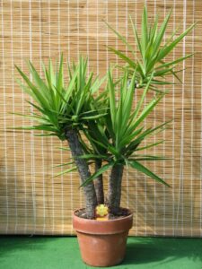 Yucca gloriosa L. in clay pot + Florero