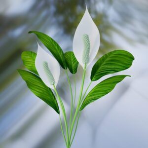 peace lily beautify office plant care halifax